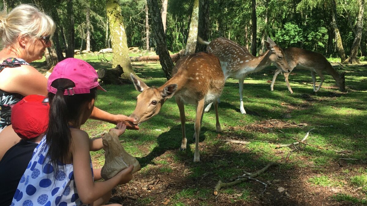 Découvrez le domaine de Pecheray en famille pendant votre séjour dans nos gites de charme