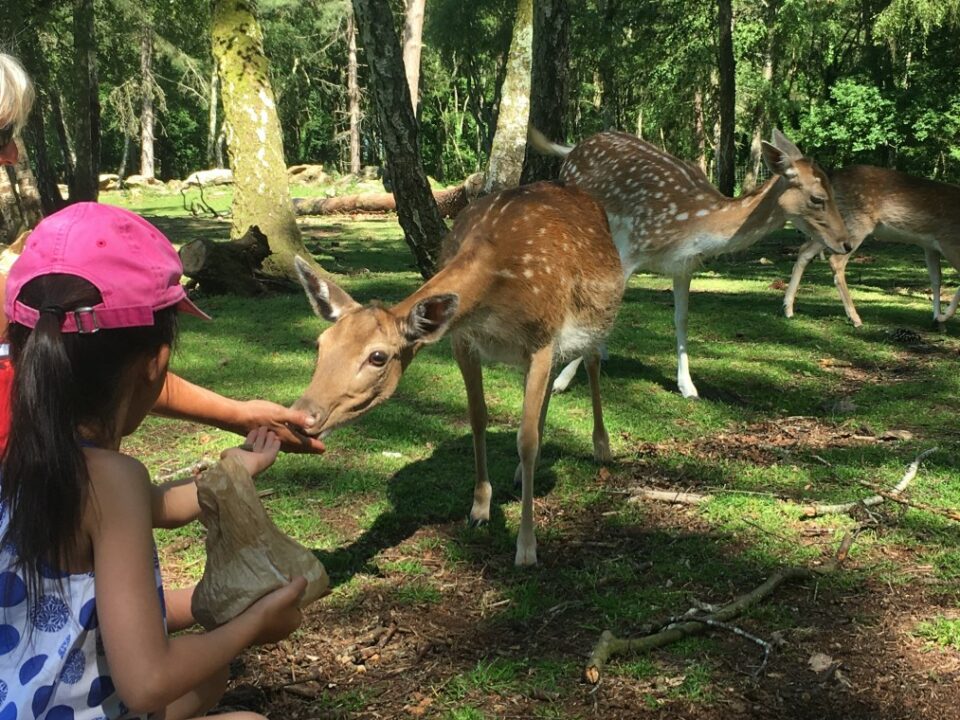 Découvrez le domaine de Pecheray en famille pendant votre séjour dans nos gites de charme